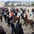 Carrera de caballos y burros