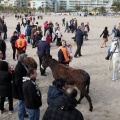 Carrera de caballos y burros