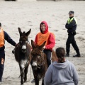 Carrera de caballos y burros