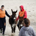 Carrera de caballos y burros