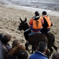 Carrera de caballos y burros