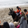 Carrera de caballos y burros