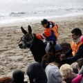 Carrera de caballos y burros