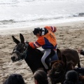 Carrera de caballos y burros