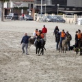 Carrera de caballos y burros