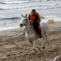 Carrera de caballos y burros