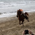 Carrera de caballos y burros