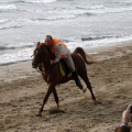 Carrera de caballos y burros