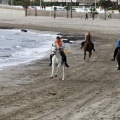 Carrera de caballos y burros