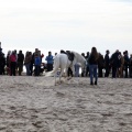 Carrera de caballos y burros