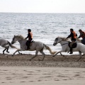 Carrera de caballos y burros