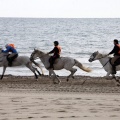 Carrera de caballos y burros