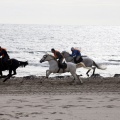 Carrera de caballos y burros