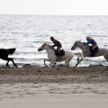 Carrera de caballos y burros