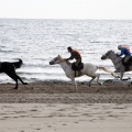 Carrera de caballos y burros