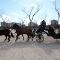 Sant Antoni
