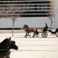 Sant Antoni