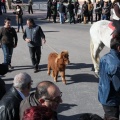 Sant Antoni