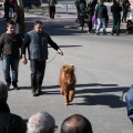 Sant Antoni