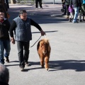 Sant Antoni