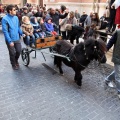 Sant Antoni