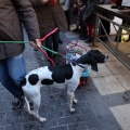 Sant Antoni