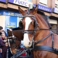 Sant Antoni