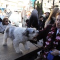 Sant Antoni