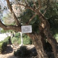 Castellón,  Día Mundial del Árbol, 2015