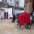 Feria de la Magdalena 2015