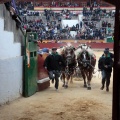 Feria de la Magdalena 2015