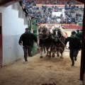 Feria de la Magdalena 2015