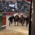 Feria de la Magdalena 2015