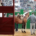 Feria de la Magdalena 2015