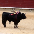 Feria de la Magdalena 2015