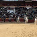 Feria de la Magdalena 2015