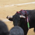 Castellón, Magdalena 2015