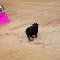 Corrida de toros goyesca