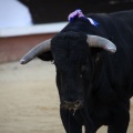 Corrida de toros goyesca