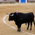 Corrida de toros goyesca