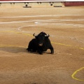 Corrida de toros goyesca