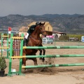 Salto de Obstáculos