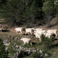 Trashumancia, Fernando Robres