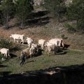 Trashumancia, Fernando Robres