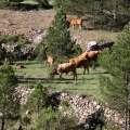 Trashumancia, Fernando Robres