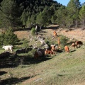 Trashumancia, Fernando Robres