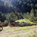 Trashumancia, Fernando Robres