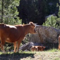 Trashumancia, Fernando Robres