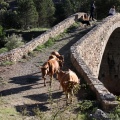 Trashumancia, Fernando Robres