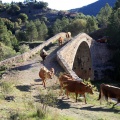 Trashumancia, Fernando Robres